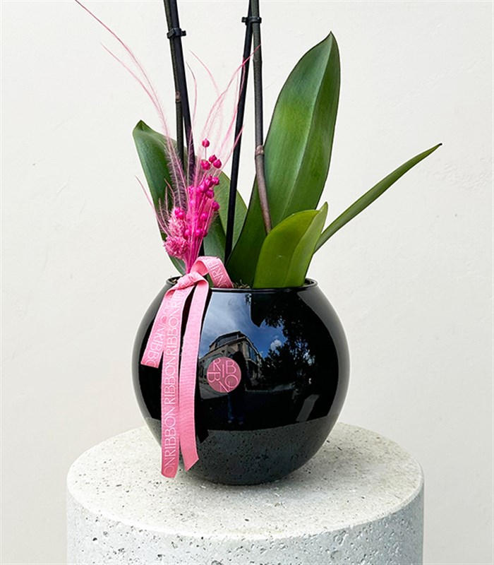 Luxe Siyah Cam Vazoda Orkide Beyaz Fuşya 2 Dallı