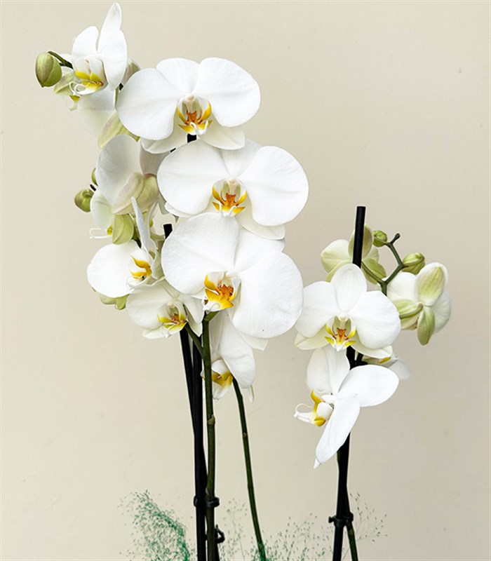 Luxe Siyah Cam Vazoda Beyaz Orkide 2 Dallı