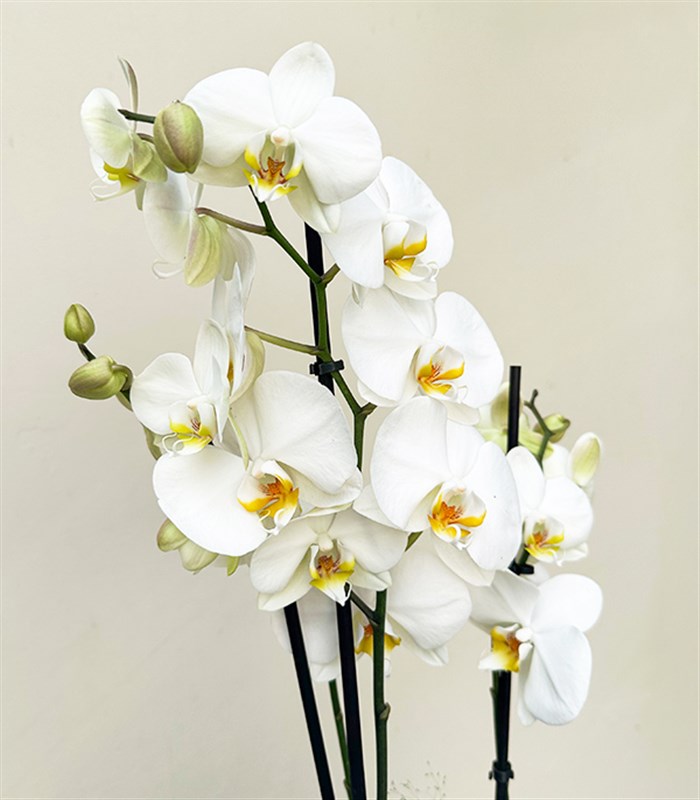 Luxe Siyah Cam Vazoda Beyaz Orkide 2 Dallı