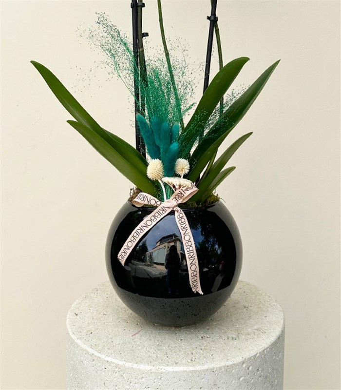 Luxe Siyah Cam Vazoda Beyaz Orkide 2 Dallı