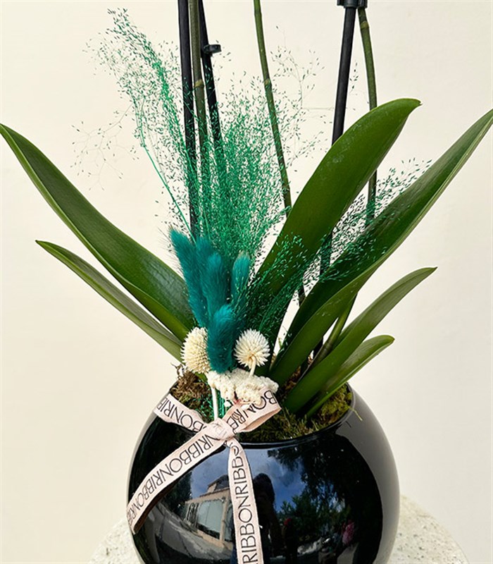 Luxe Siyah Cam Vazoda Beyaz Orkide 2 Dallı