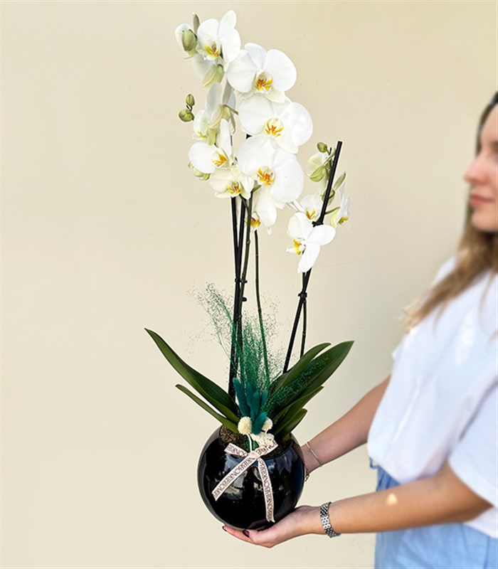 Luxe Siyah Cam Vazoda Beyaz Orkide 2 Dallı