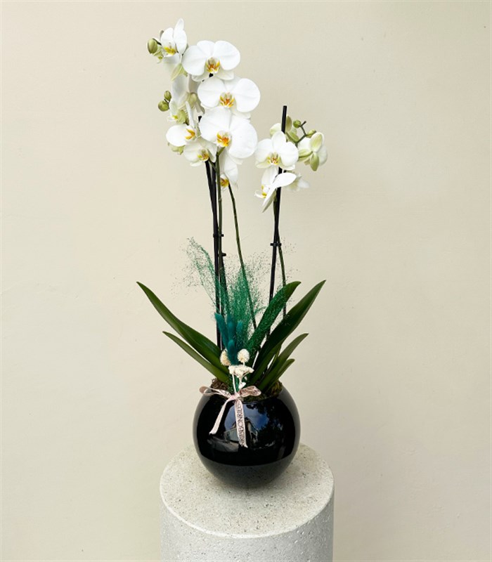 Luxe Siyah Cam Vazoda Beyaz Orkide 2 Dallı
