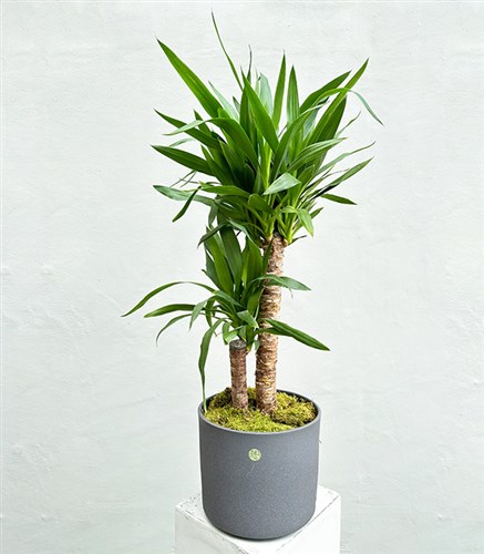 Yucca Seramik Saksıda Yuka Ağacı 2 Gövdeli 120 cm