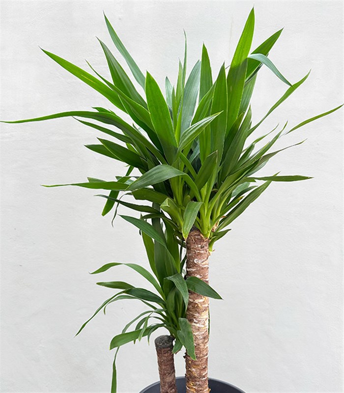 Yucca Seramik Saksıda Yuka Ağacı 2 Gövdeli 120 cm