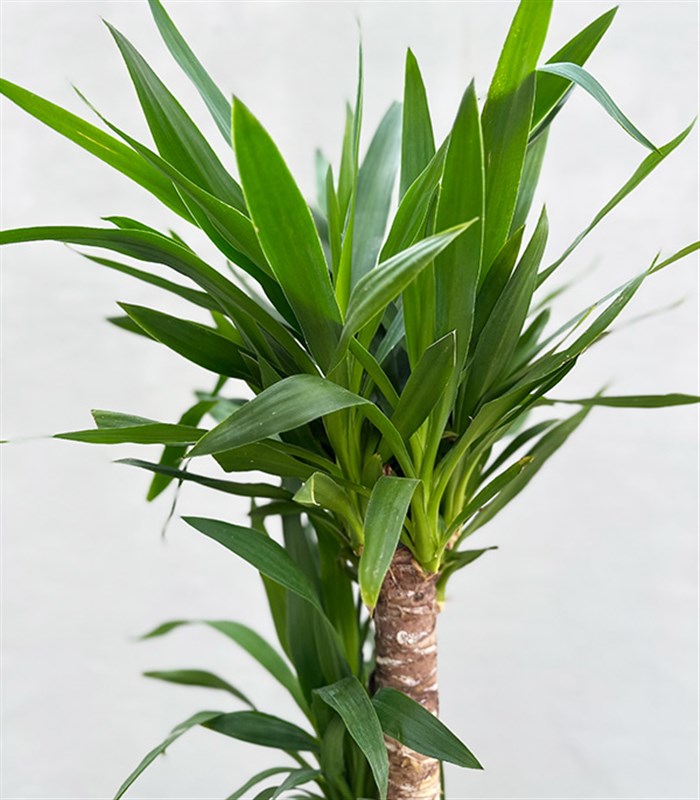 Yucca Seramik Saksıda Yuka Ağacı 2 Gövdeli 120 cm