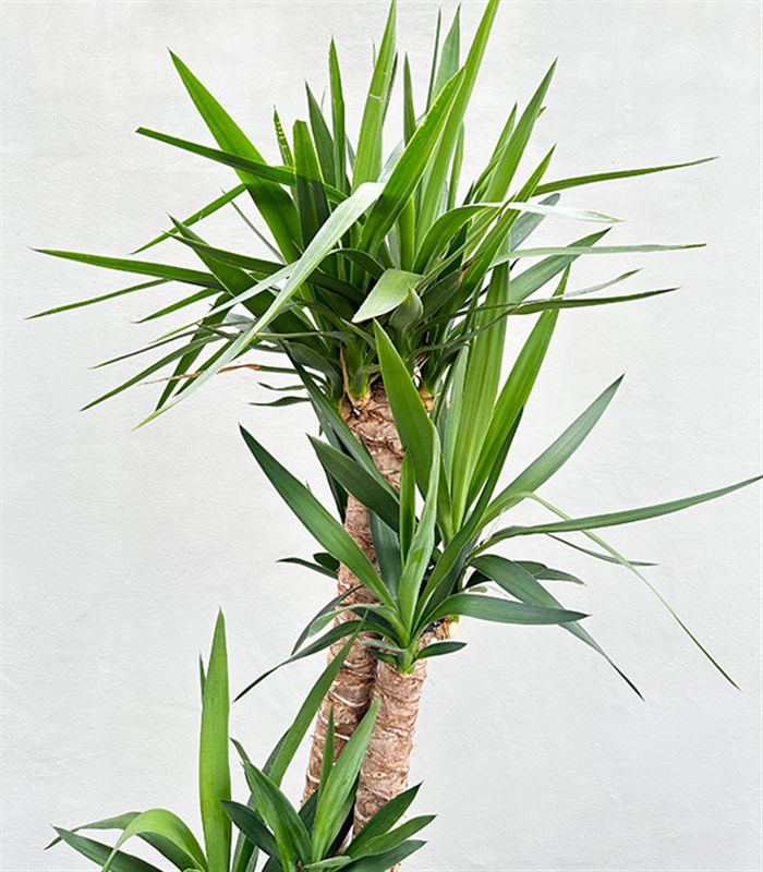 Yucca Seramik Saksıda Yuka Ağacı 2 Gövdeli 120 cm