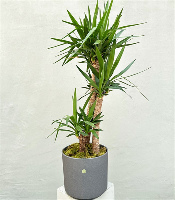 Yucca Seramik Saksıda Yuka Ağacı 3 Gövdeli Deluxe 150 cm