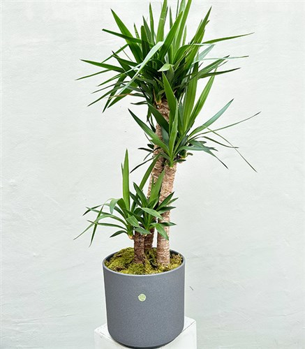 Yucca Seramik Saksıda Yuka Ağacı 3 Gövdeli Deluxe 150 cm
