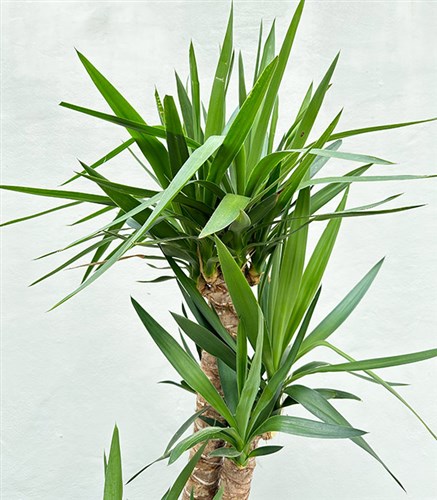 Yucca Seramik Saksıda Yuka Ağacı 3 Gövdeli Deluxe 150 cm