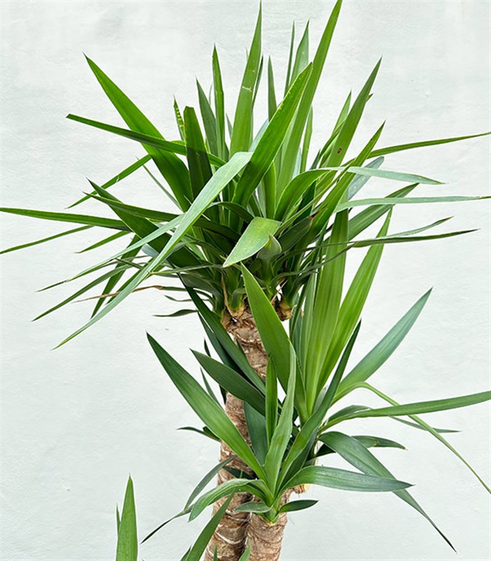 Yucca Seramik Saksıda Yuka Ağacı 3 Gövdeli Deluxe 150 cm