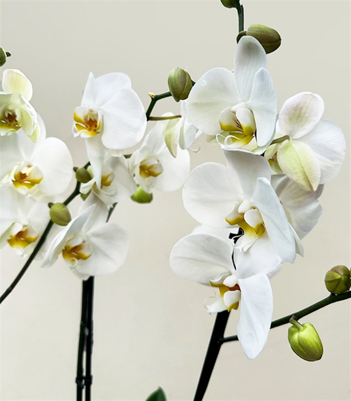 Sepette 4 Dal Orkide Beyaz