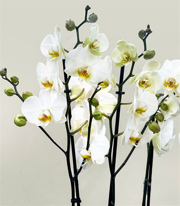 Sepette 4 Dal Orkide Beyaz