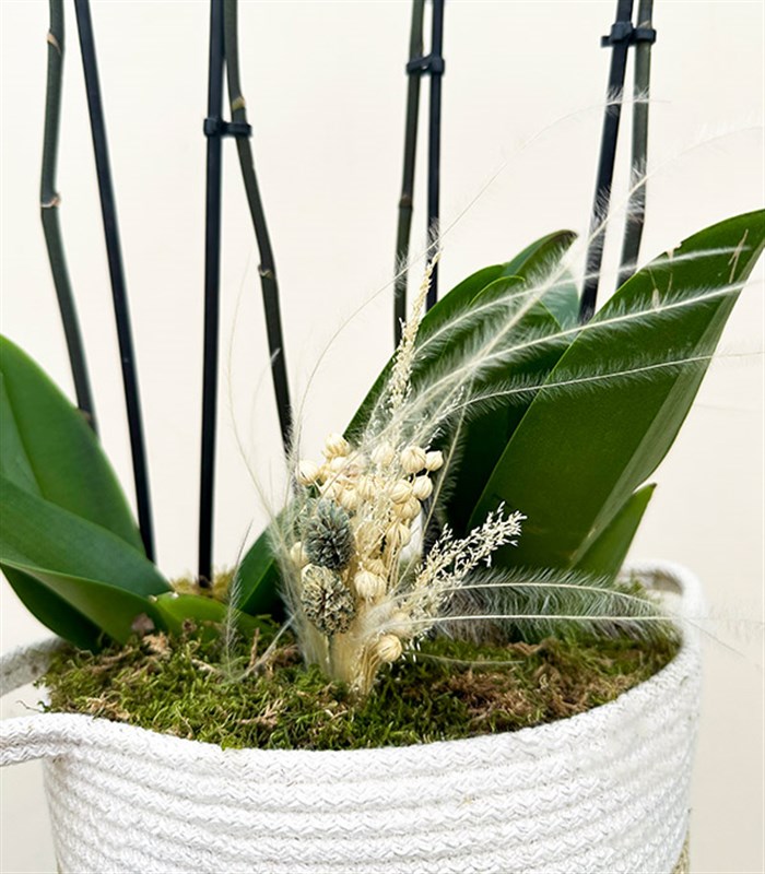 Sepette 4 Dal Orkide Beyaz