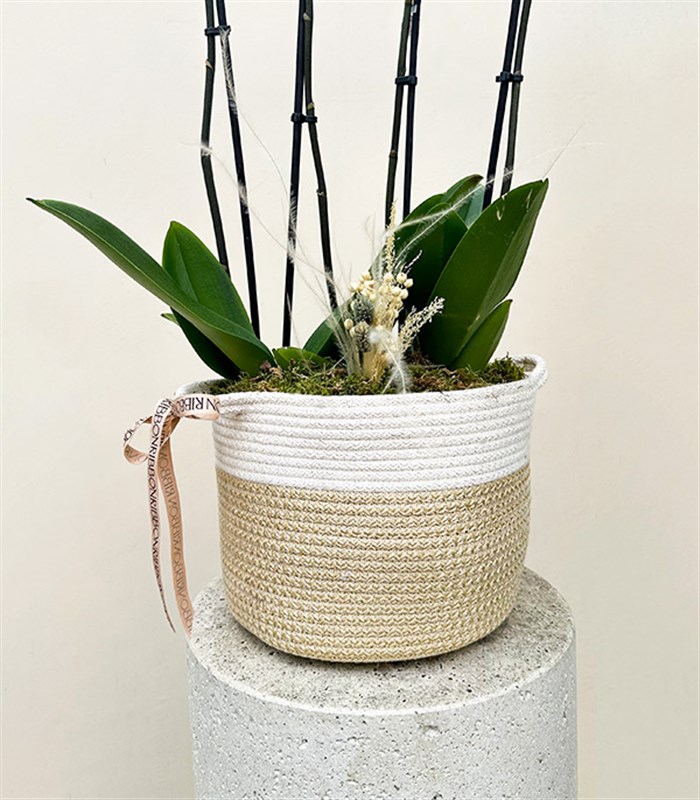 Sepette 4 Dal Orkide Beyaz