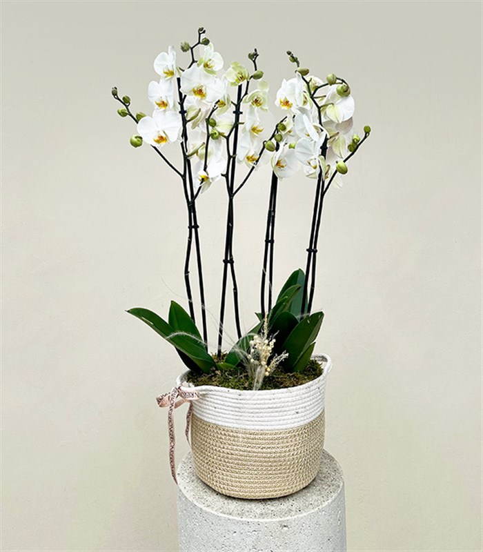 Sepette 4 Dal Orkide Beyaz