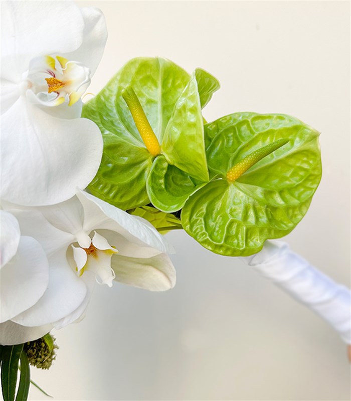 Loves Enchantment Beyaz Orkide Yeşil Antoryum Gelin Buketi