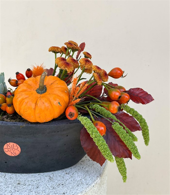 Pumpkin Harvest Sukulent Garden Oval Deluxe