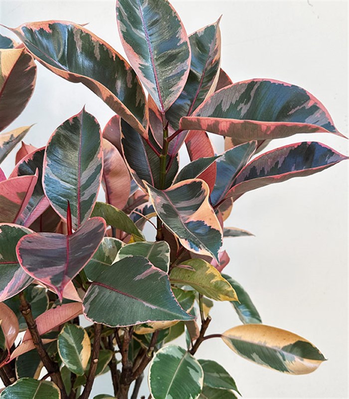 Ficus Elastica Gri Seramik Saksıda Kauçuk Bitkisi