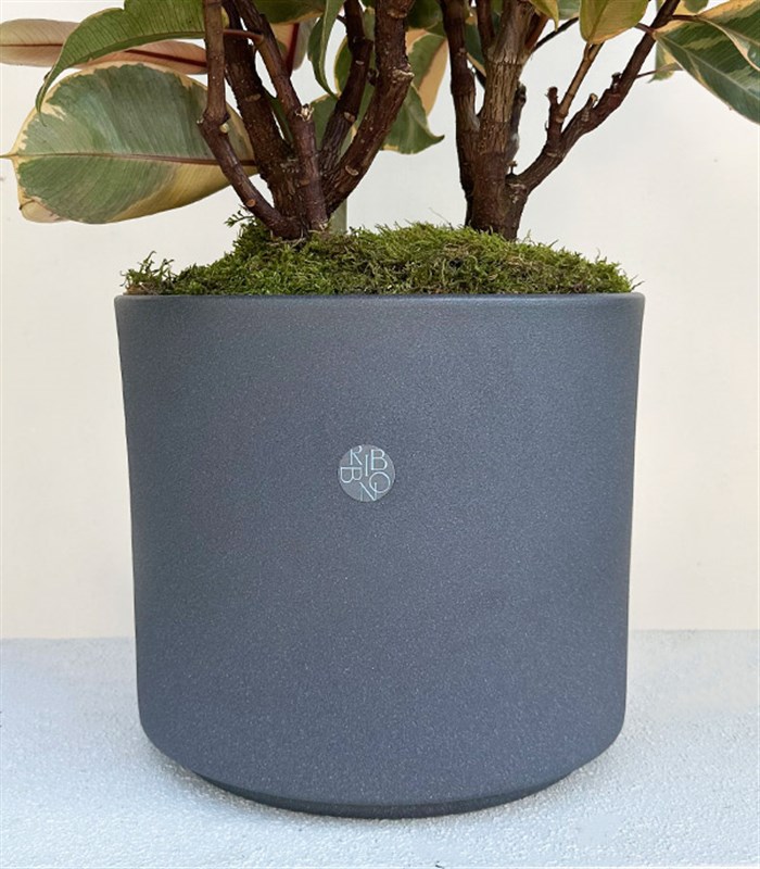 Ficus Elastica Gri Seramik Saksıda Kauçuk Bitkisi