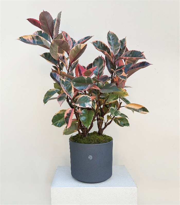 Ficus Elastica Gri Seramik Saksıda Kauçuk Bitkisi