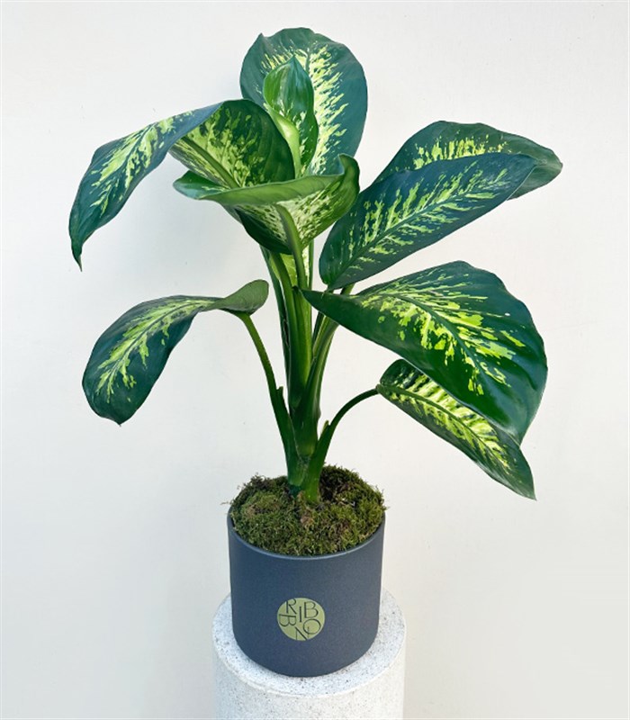 Diffenbahia Gri Seramik Saksıda Difenbahya Bitkisi 100 cm