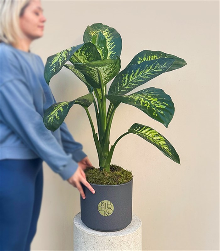 Diffenbahia Gri Seramik Saksıda Difenbahya Bitkisi 100 cm