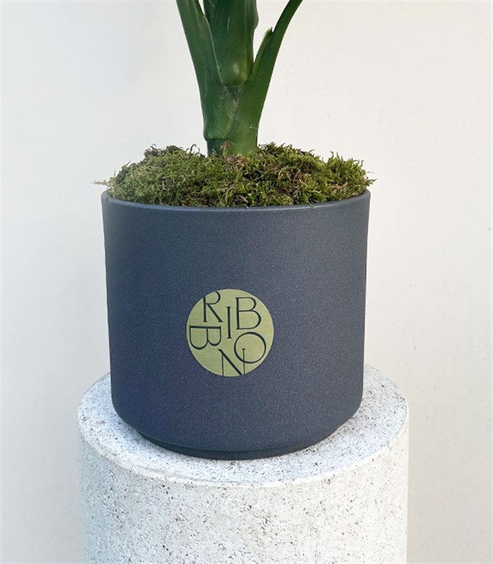 Diffenbahia Gri Seramik Saksıda Difenbahya Bitkisi 100 cm