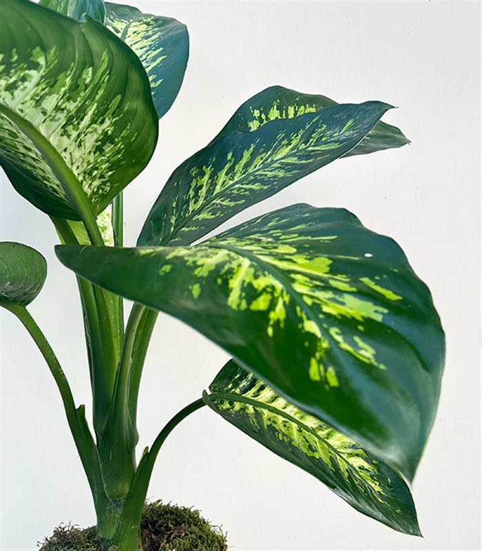 Diffenbahia Gri Seramik Saksıda Difenbahya Bitkisi 100 cm