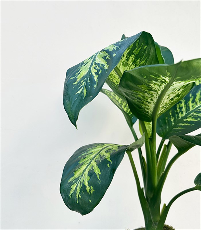 Diffenbahia Gri Seramik Saksıda Difenbahya Bitkisi 100 cm