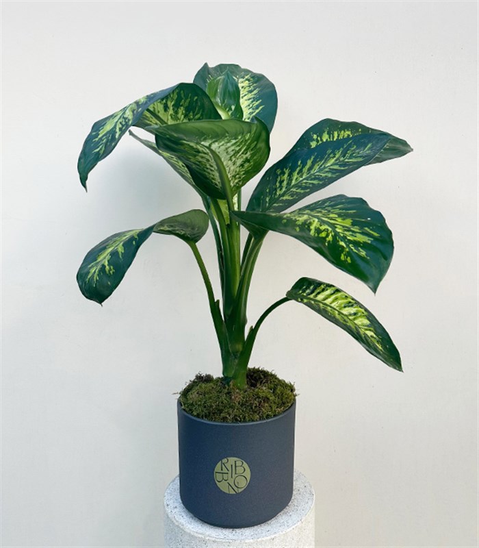 Diffenbahia Gri Seramik Saksıda Difenbahya Bitkisi 100 cm