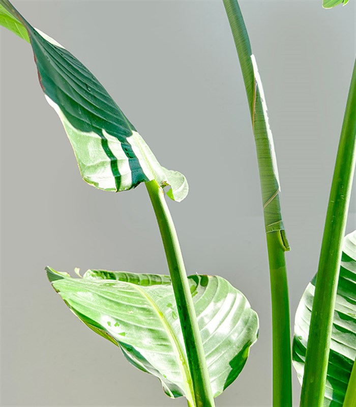 Strelitzia Beyaz Seramik Saksıda Starliçe Cennet Kuşu Bitkisi Deluxe 200 cm