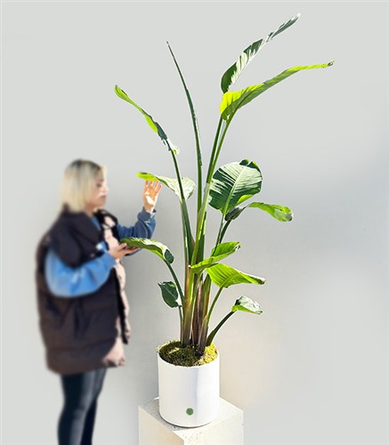 Strelitzia Beyaz Seramik Saksıda Starliçe Cennet Kuşu Bitkisi Deluxe 200 cm