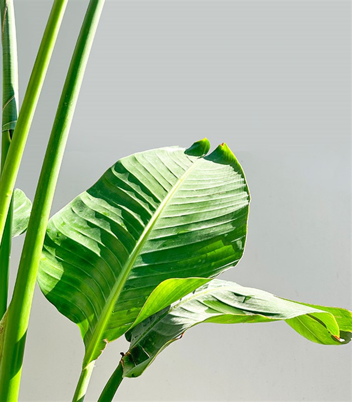 Strelitzia Beyaz Seramik Saksıda Starliçe Cennet Kuşu Bitkisi Deluxe 200 cm