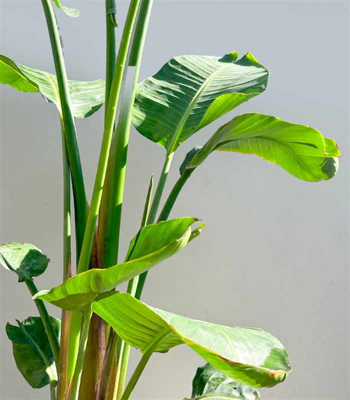 Strelitzia Beyaz Seramik Saksıda Starliçe Cennet Kuşu Bitkisi Deluxe 200 cm