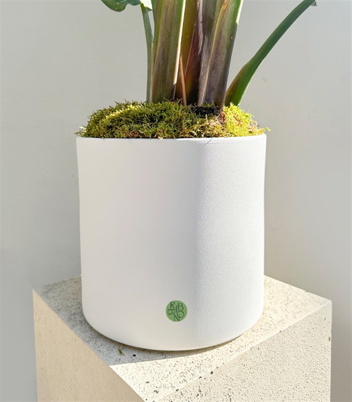 Strelitzia Beyaz Seramik Saksıda Starliçe Cennet Kuşu Bitkisi Deluxe 200 cm