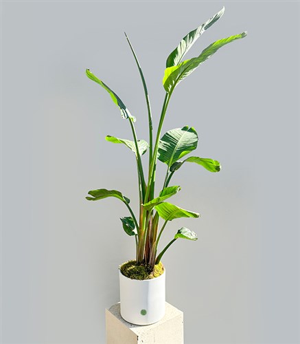 Strelitzia Beyaz Seramik Saksıda Starliçe Cennet Kuşu Bitkisi Deluxe 200 cm
