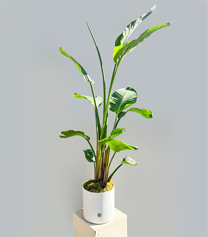 Strelitzia Beyaz Seramik Saksıda Starliçe Cennet Kuşu Bitkisi Deluxe 200 cm
