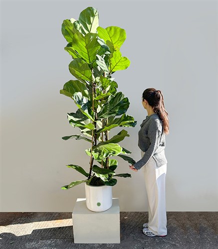 Ficus Lyrata Beyaz Seramik Saksıda Keman Yapraklı Kauçuk Bitkisi 200 cm