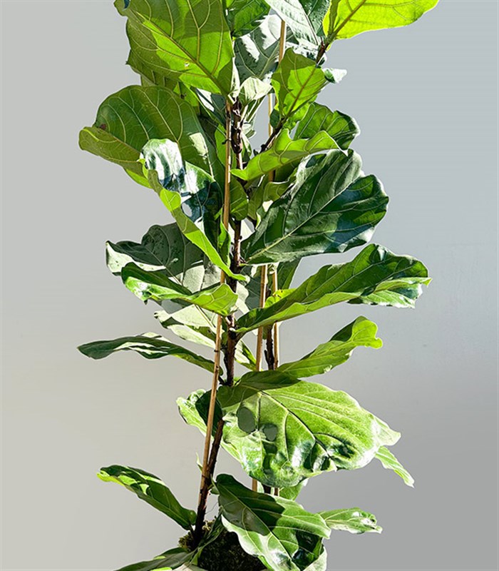 Ficus Lyrata Beyaz Seramik Saksıda Keman Yapraklı Kauçuk Bitkisi 200 cm