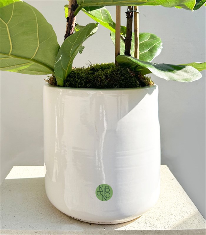 Ficus Lyrata Beyaz Seramik Saksıda Keman Yapraklı Kauçuk Bitkisi 200 cm