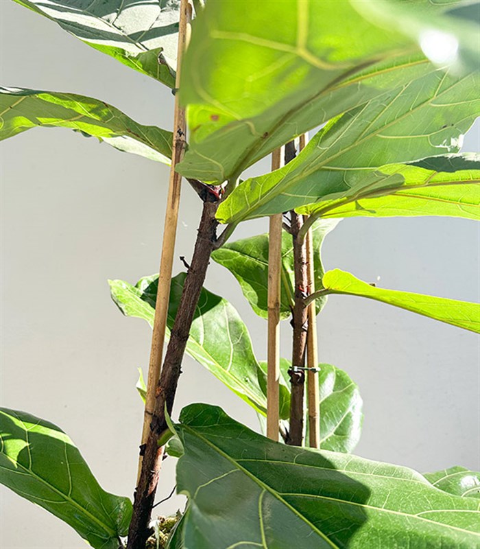 Ficus Lyrata Beyaz Seramik Saksıda Keman Yapraklı Kauçuk Bitkisi 200 cm