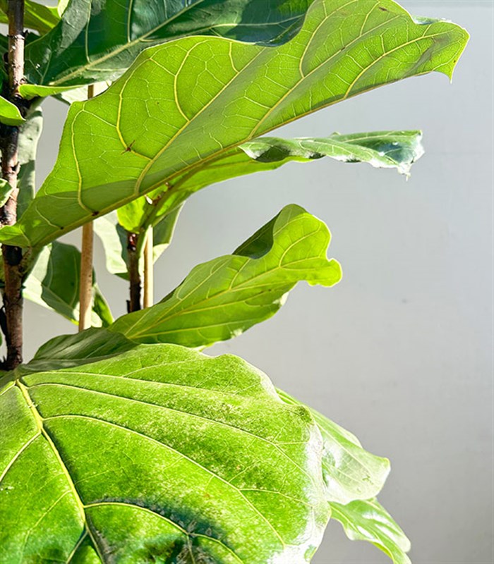 Ficus Lyrata Beyaz Seramik Saksıda Keman Yapraklı Kauçuk Bitkisi 200 cm