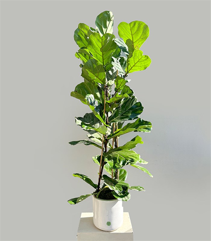 Ficus Lyrata Beyaz Seramik Saksıda Keman Yapraklı Kauçuk Bitkisi 200 cm