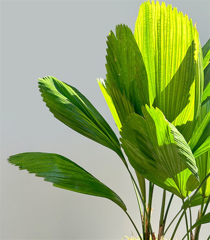 Licuala Grandis Seramik Saksıda Kıvrımlı Yelpaze Palmiyesi 80 cm