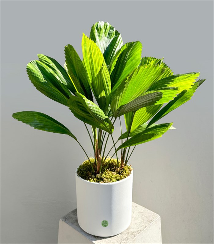 Licuala Grandis Seramik Saksıda Kıvrımlı Yelpaze Palmiyesi 80 cm
