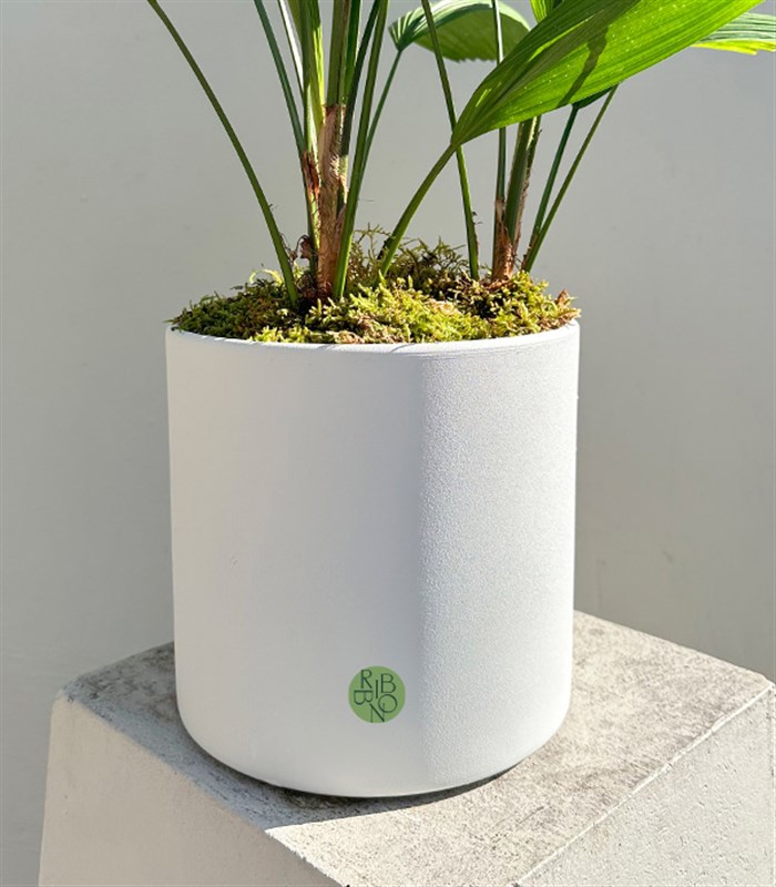 Licuala Grandis Seramik Saksıda Kıvrımlı Yelpaze Palmiyesi 80 cm