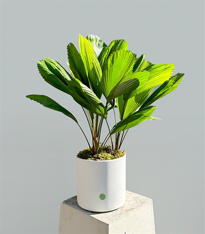 Licuala Grandis Seramik Saksıda Kıvrımlı Yelpaze Palmiyesi 80 cm