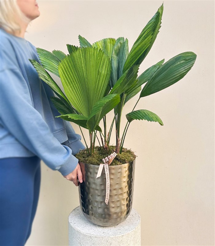 Licuala Grandis Chrome Saksıda Kıvrımlı Yelpaze Palmiyesi 80 cm