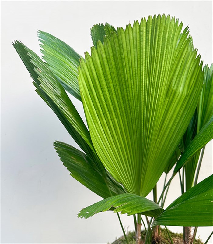 Licuala Grandis Chrome Saksıda Kıvrımlı Yelpaze Palmiyesi 80 cm